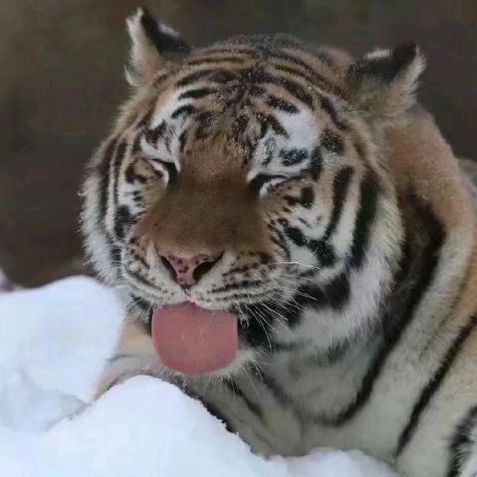 阿符与虎
