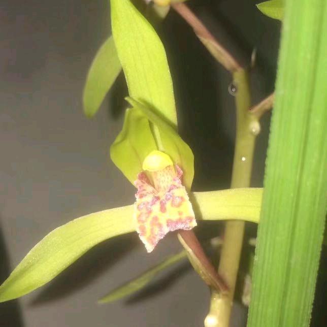 冶父山华仔烧烤（歇业中）