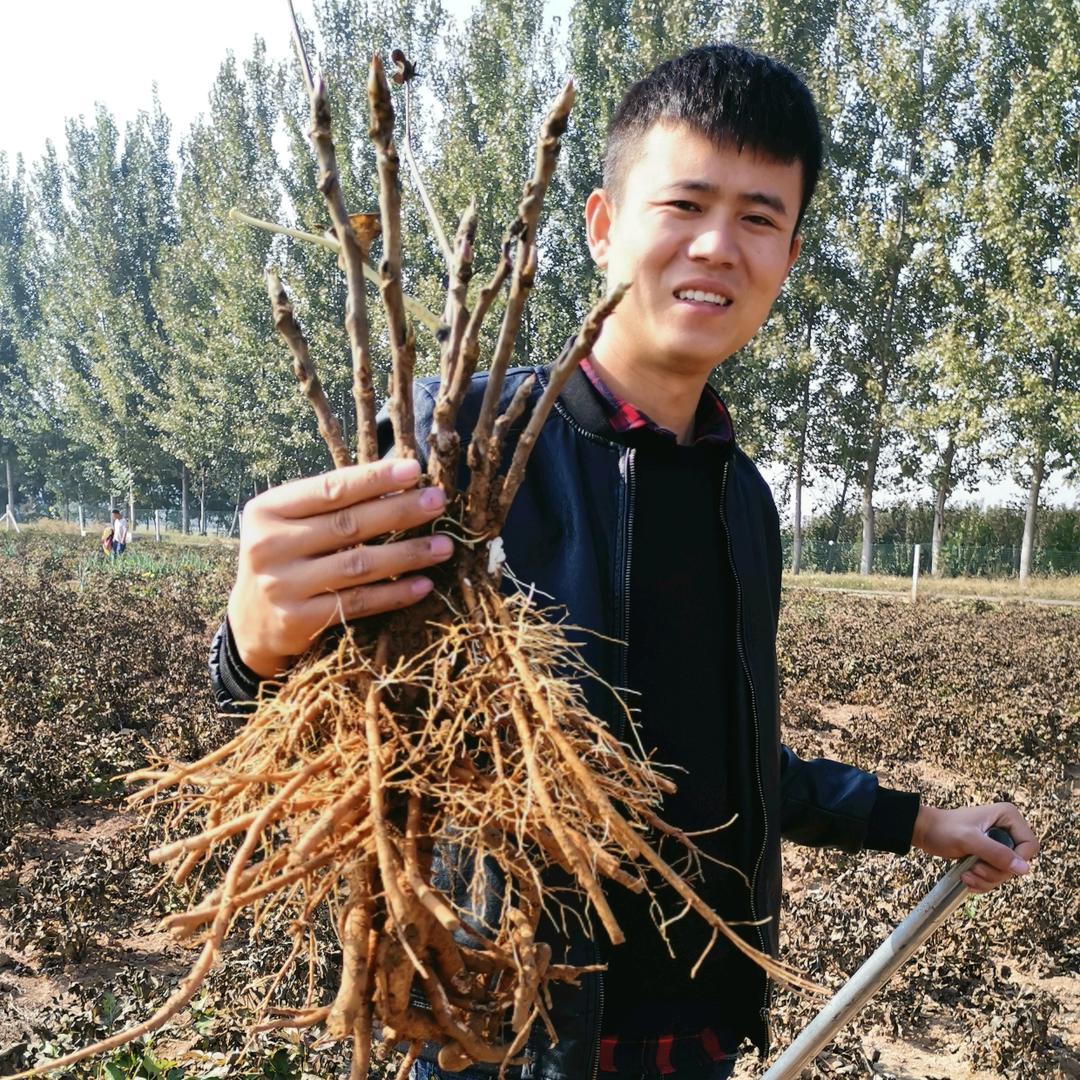牡丹花农汇美家