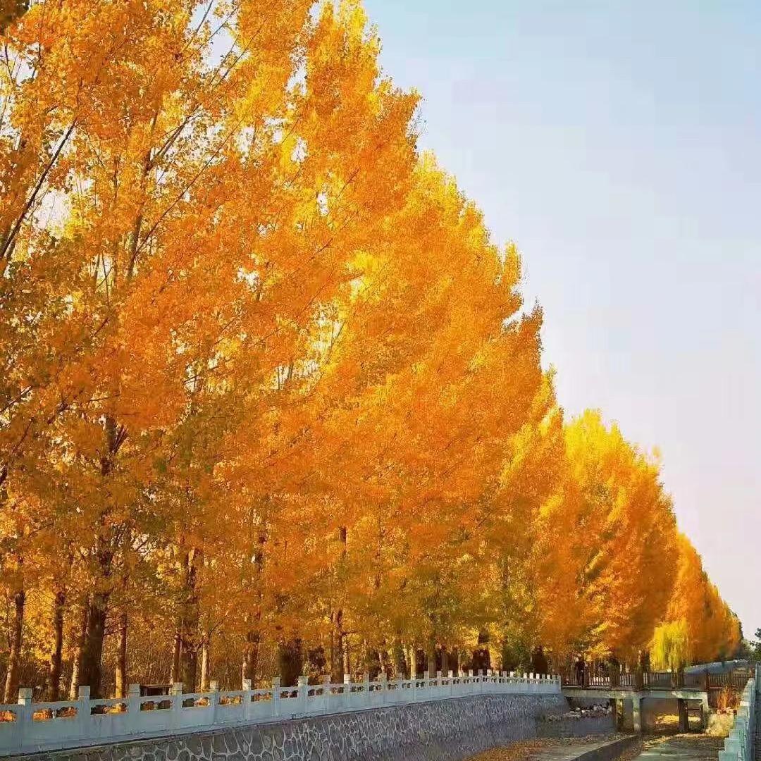 绿茵苗木农民专业合作社