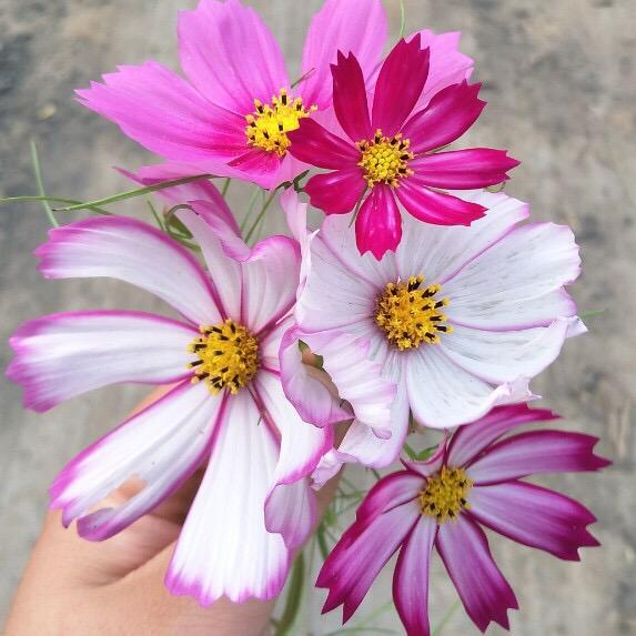 不忘初心