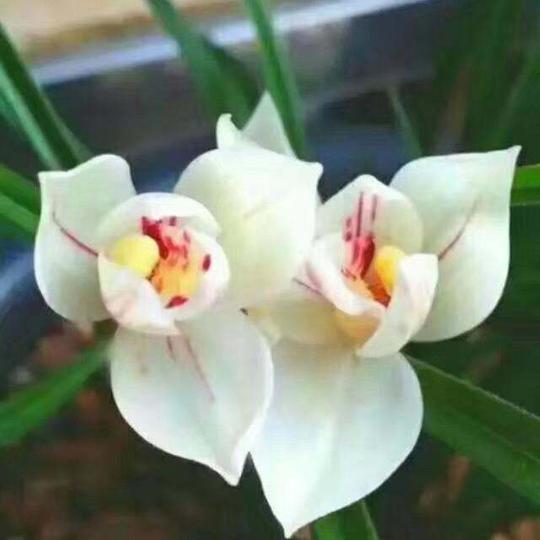 花语🍁🌺兰花，花木，种植园🌺