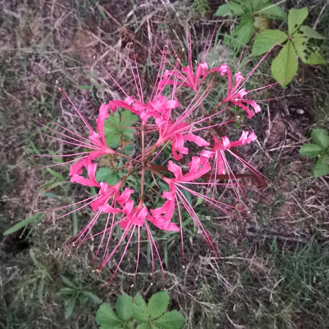 用户5790212633950柠檬