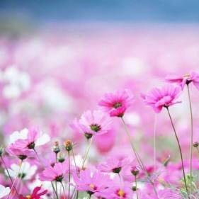 乱花渐欲迷人眼