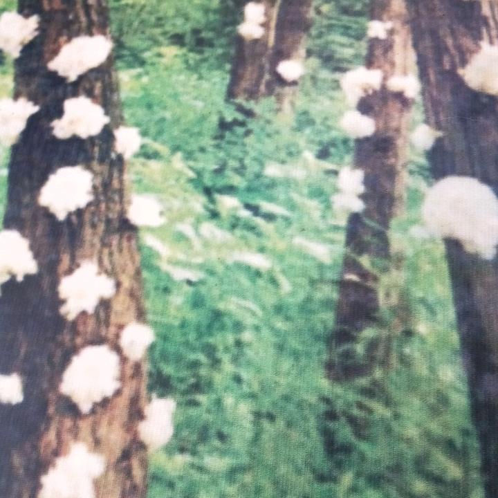 山乡土特产