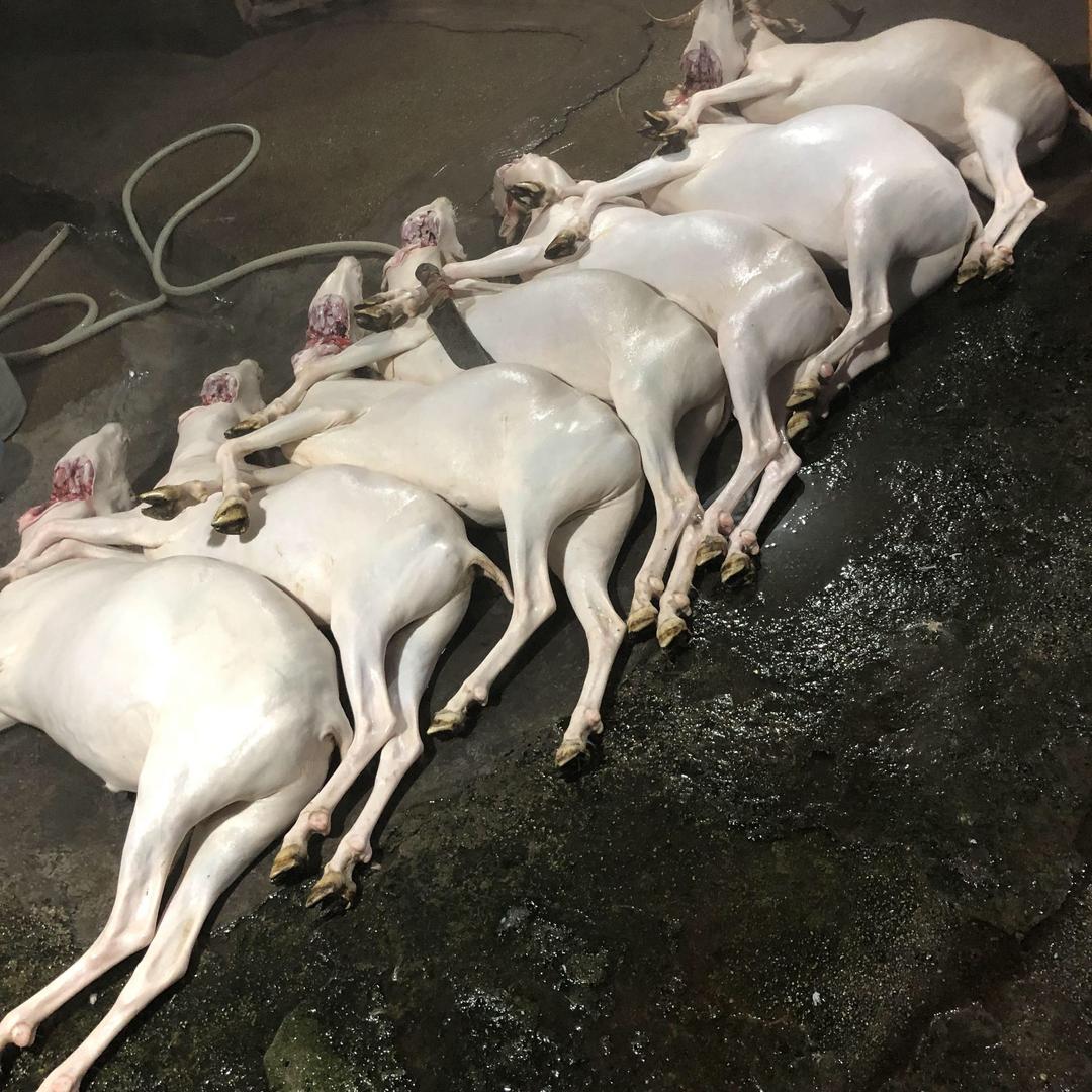 山羊🐐来了