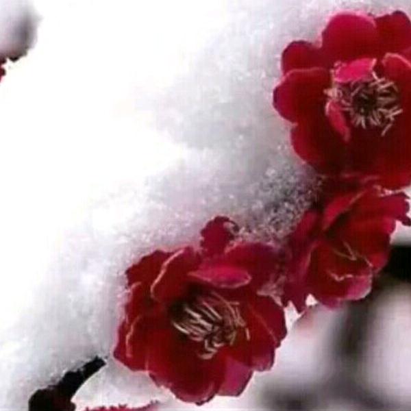 冬恋雪，雪恋梅