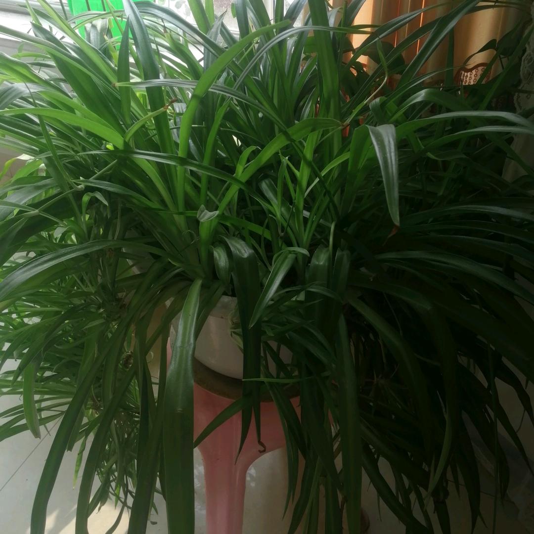 雪花