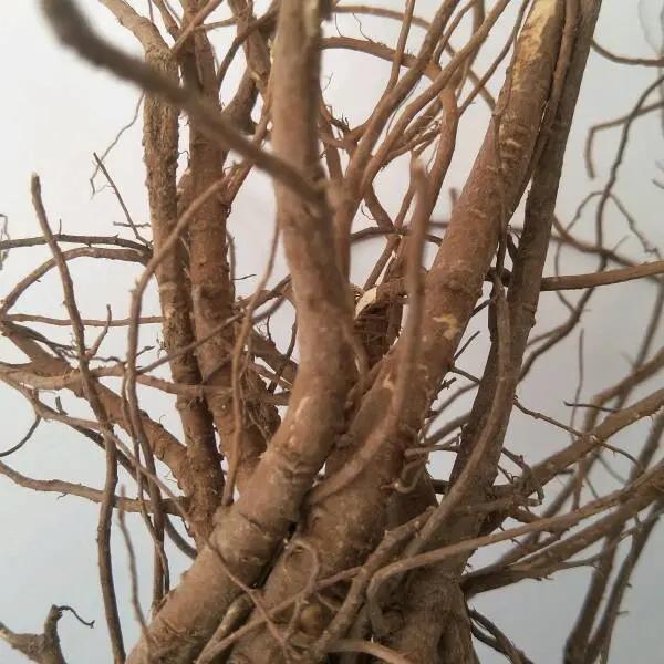 淳化县药材种植