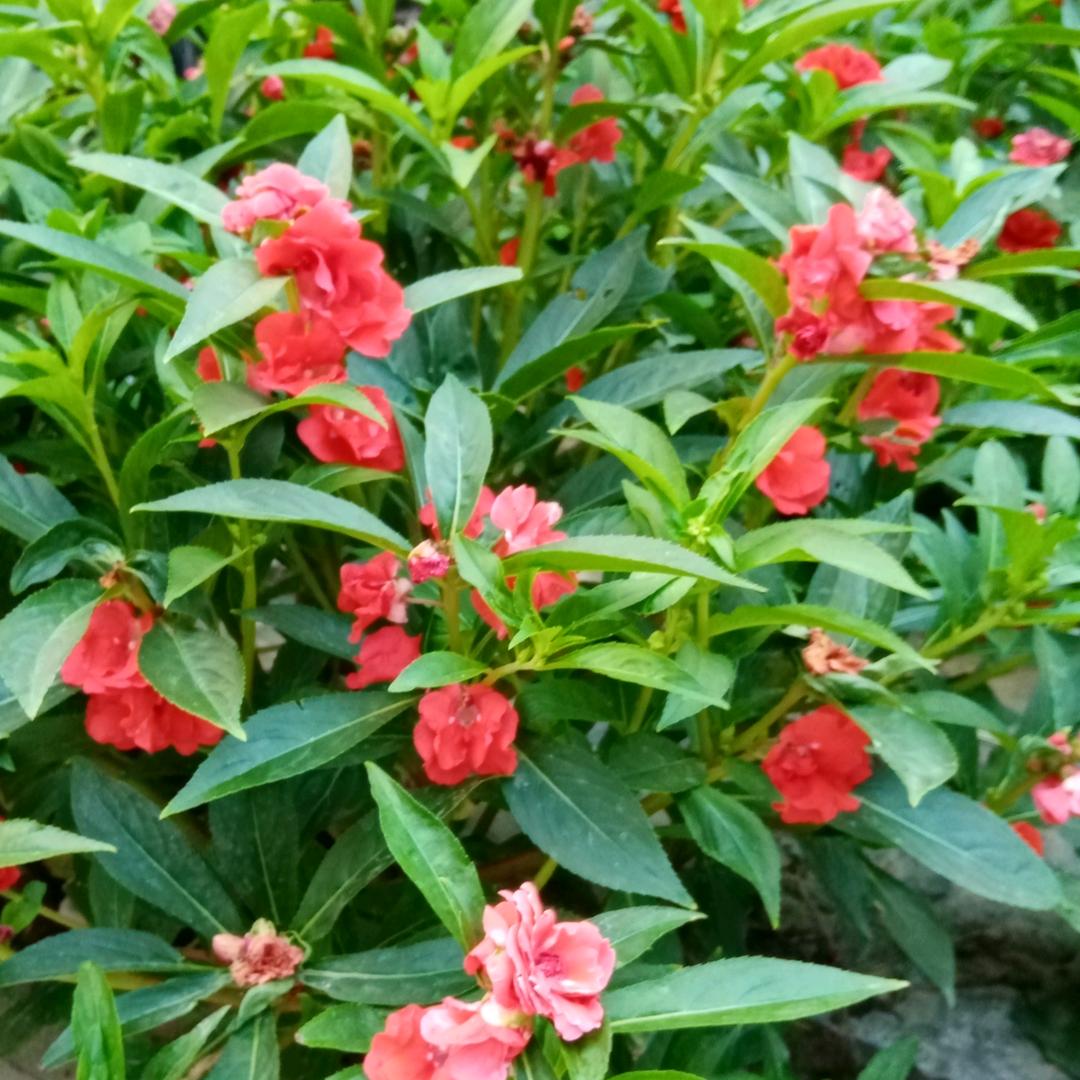 汇丰超市巜张雪英》