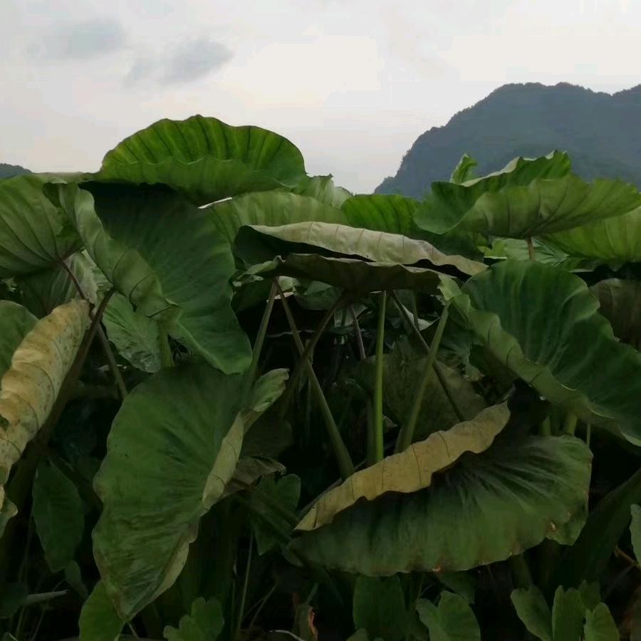 乡巴老土特产