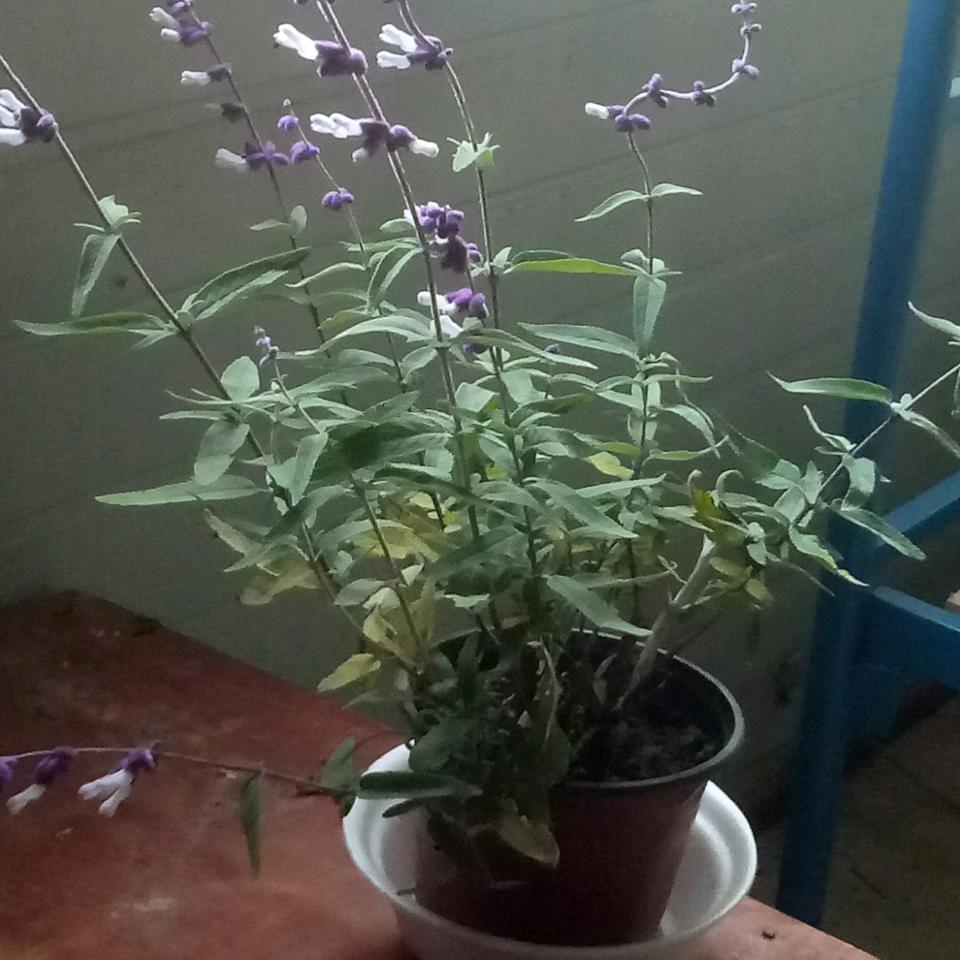 眼镜