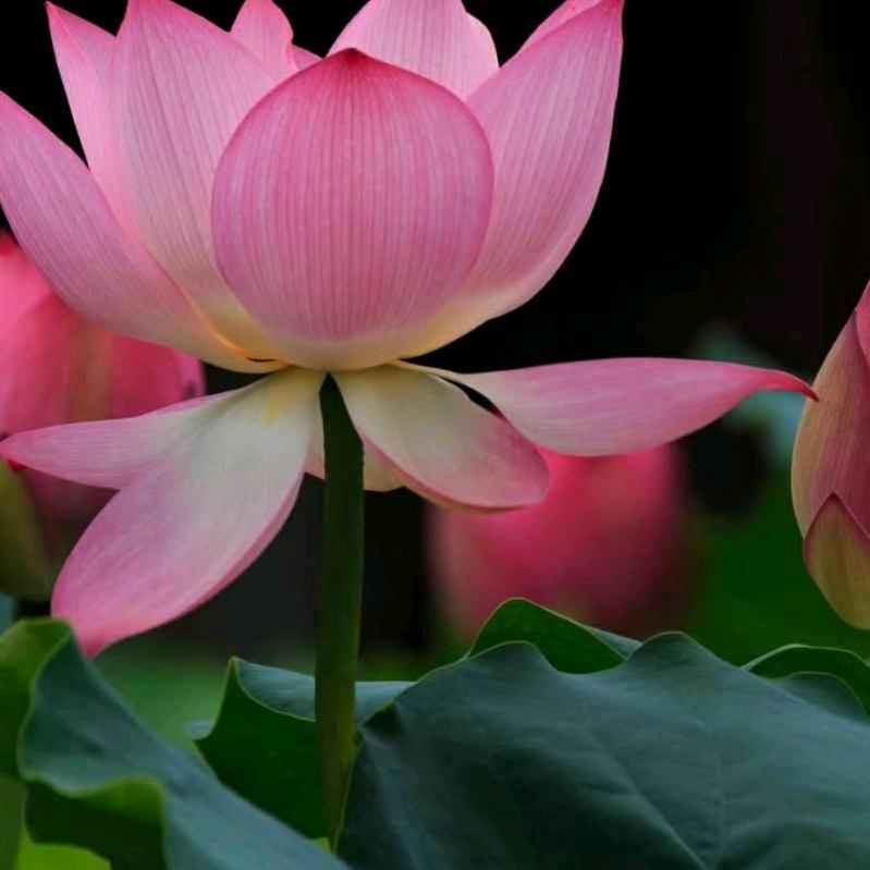 春夏秋冬都是菜