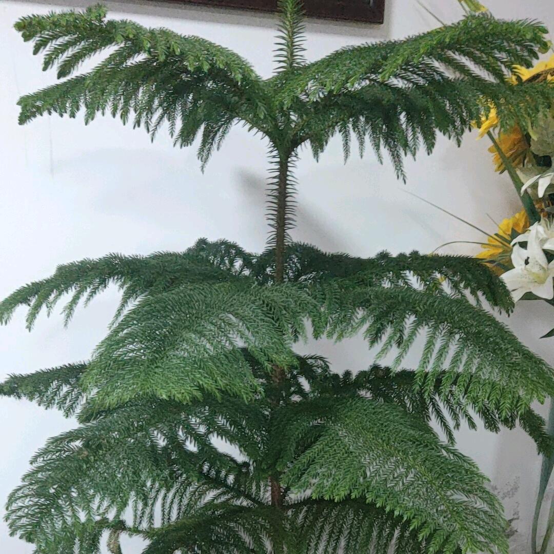 八面来福