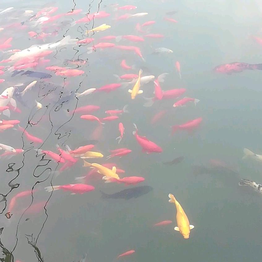 难得（胡）涂