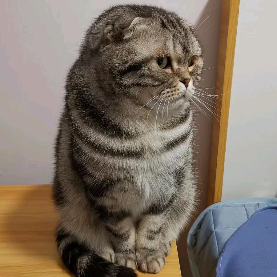 鸭子嘎嘎叫