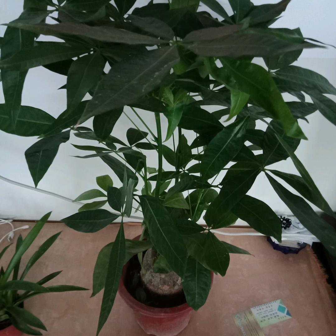 雨♥