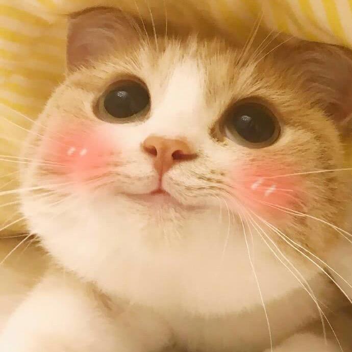 会玩手机的猫咪