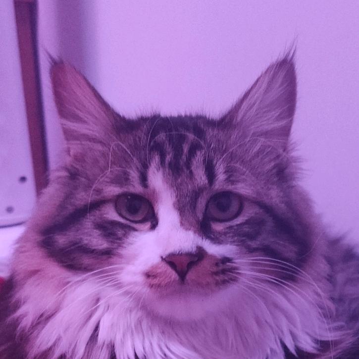 山猫