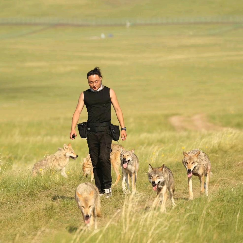 我在草原有群狼