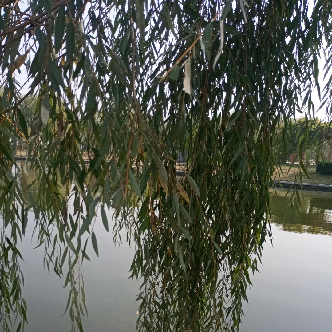麻利姐