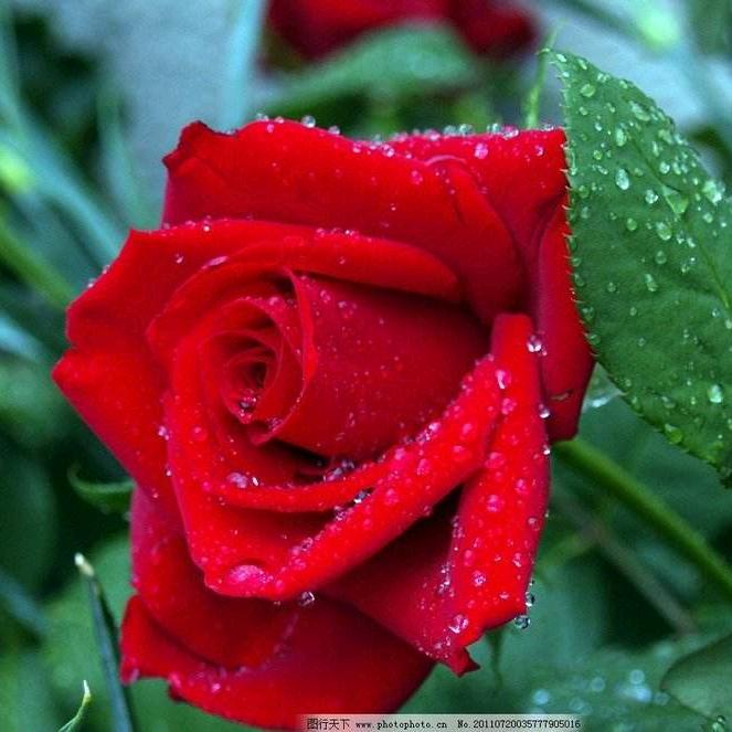 赠人玫瑰🌹🌹