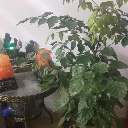 八卦（风水大师）