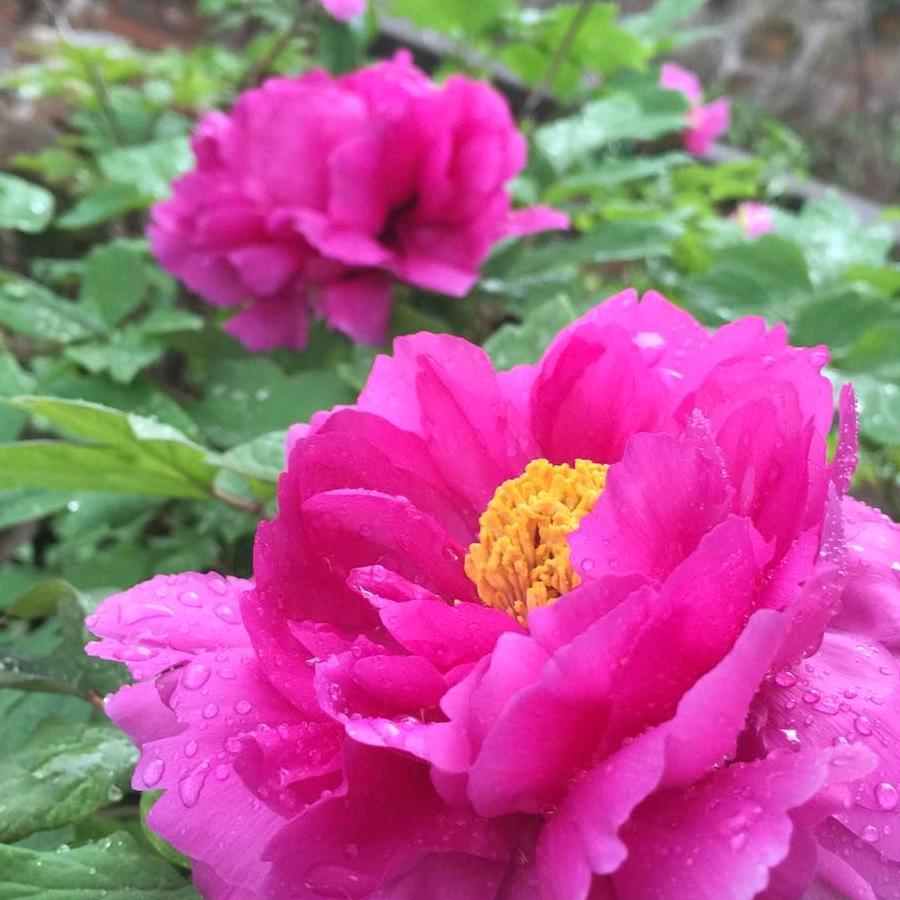 芳子