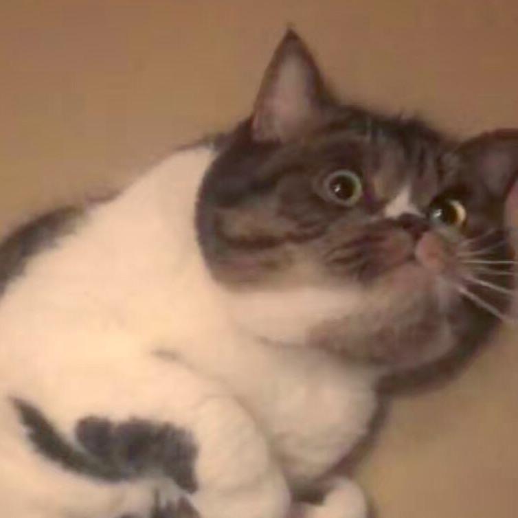 我就是喵累个咪