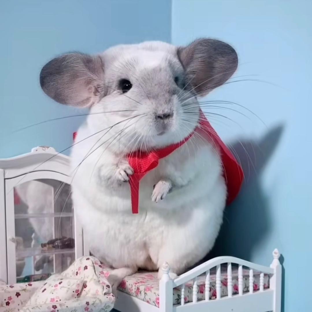 龙猫大宝宝@抖音