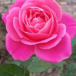 用户9772471630437紫色樱花