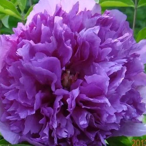 花重阳