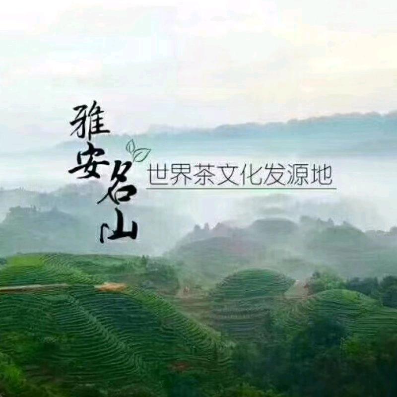 蒙茶御露