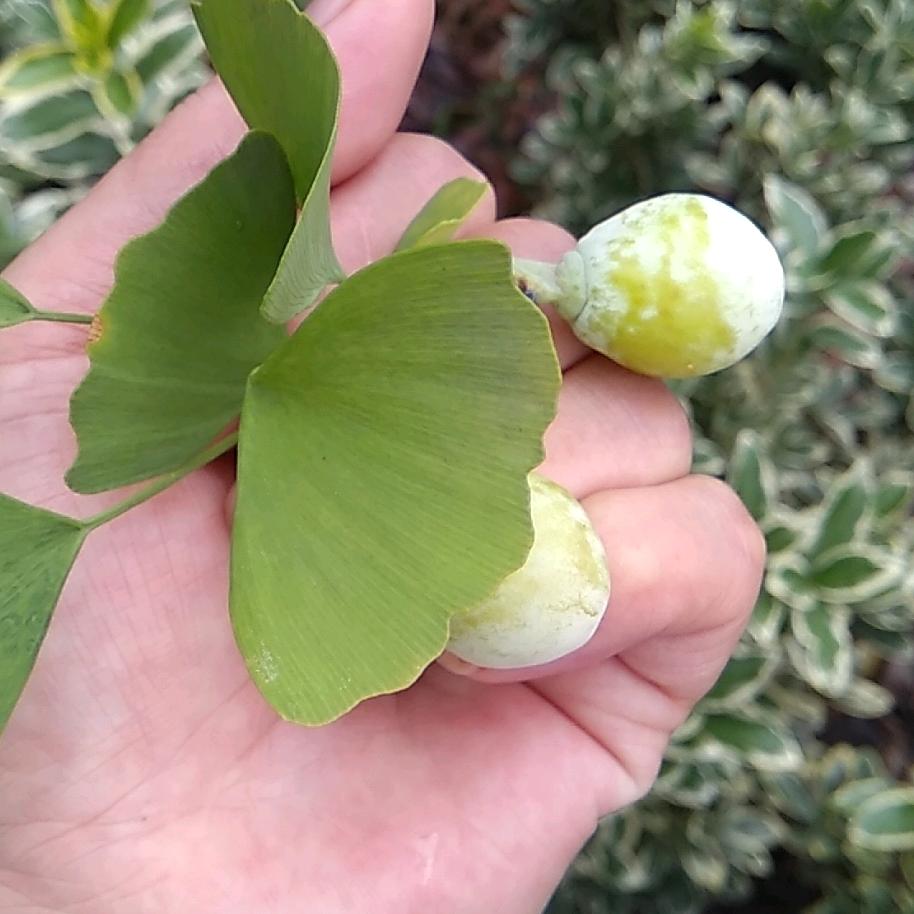 不在年轻的我