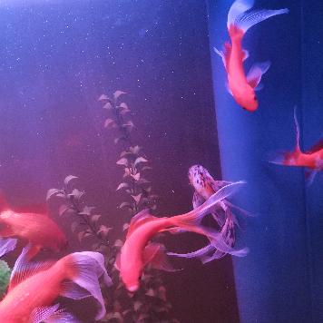 用户4636983684116兰馨