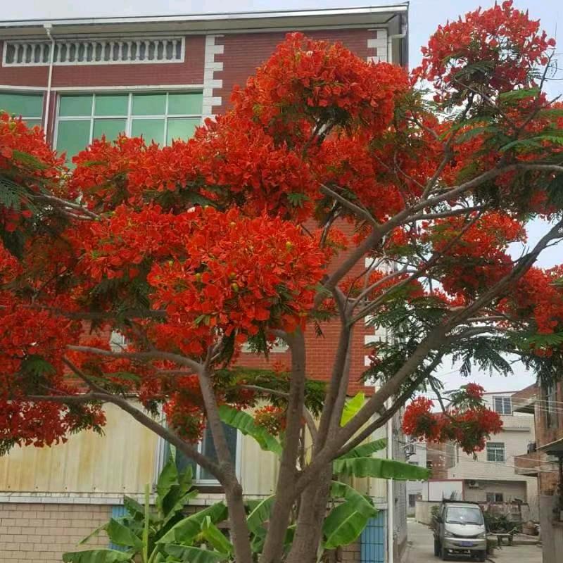 半夏半凉半清醒