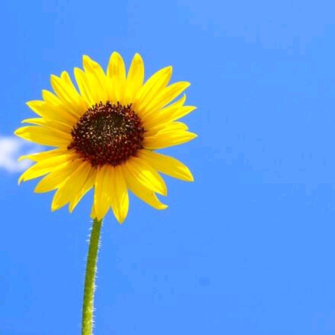 🌻太阳