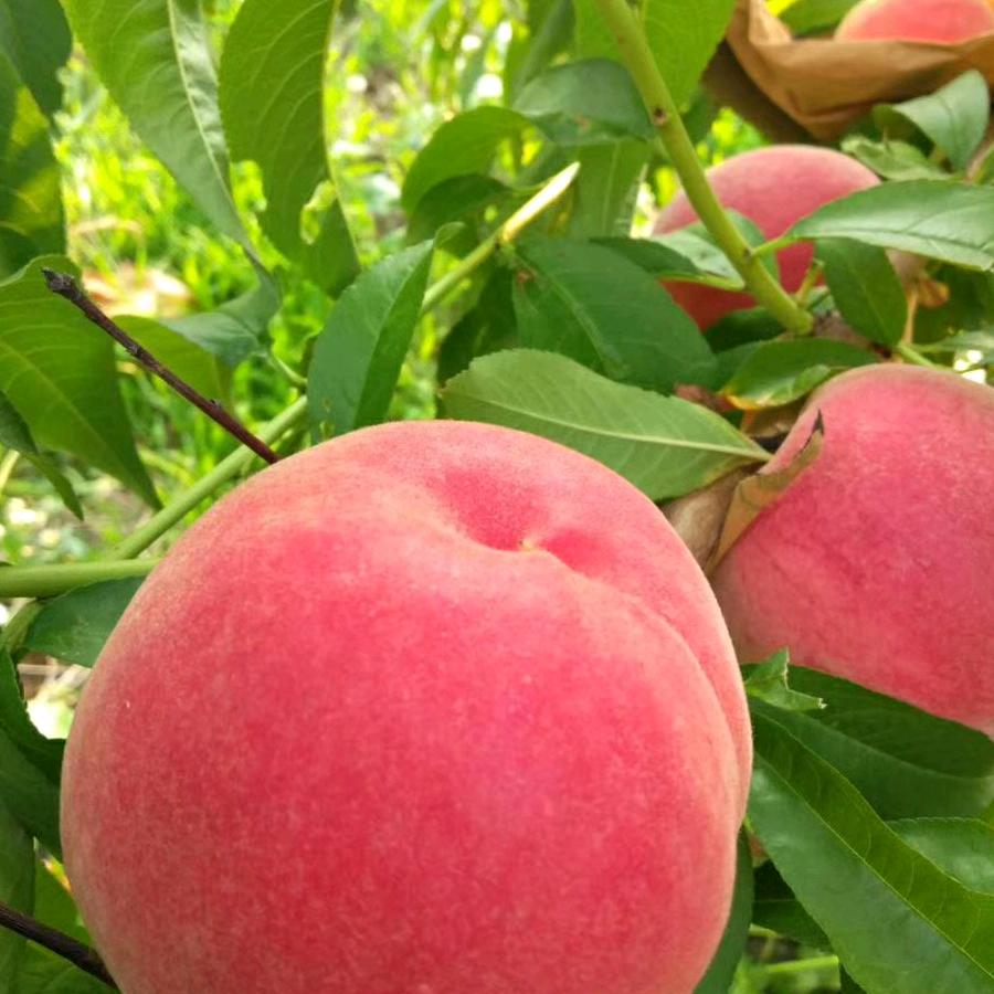 招远方鑫农场水果园