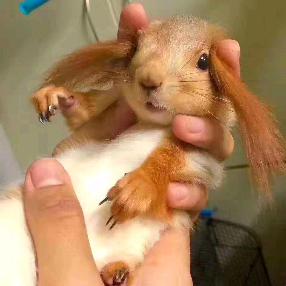 松鼠龙猫萌宠养殖