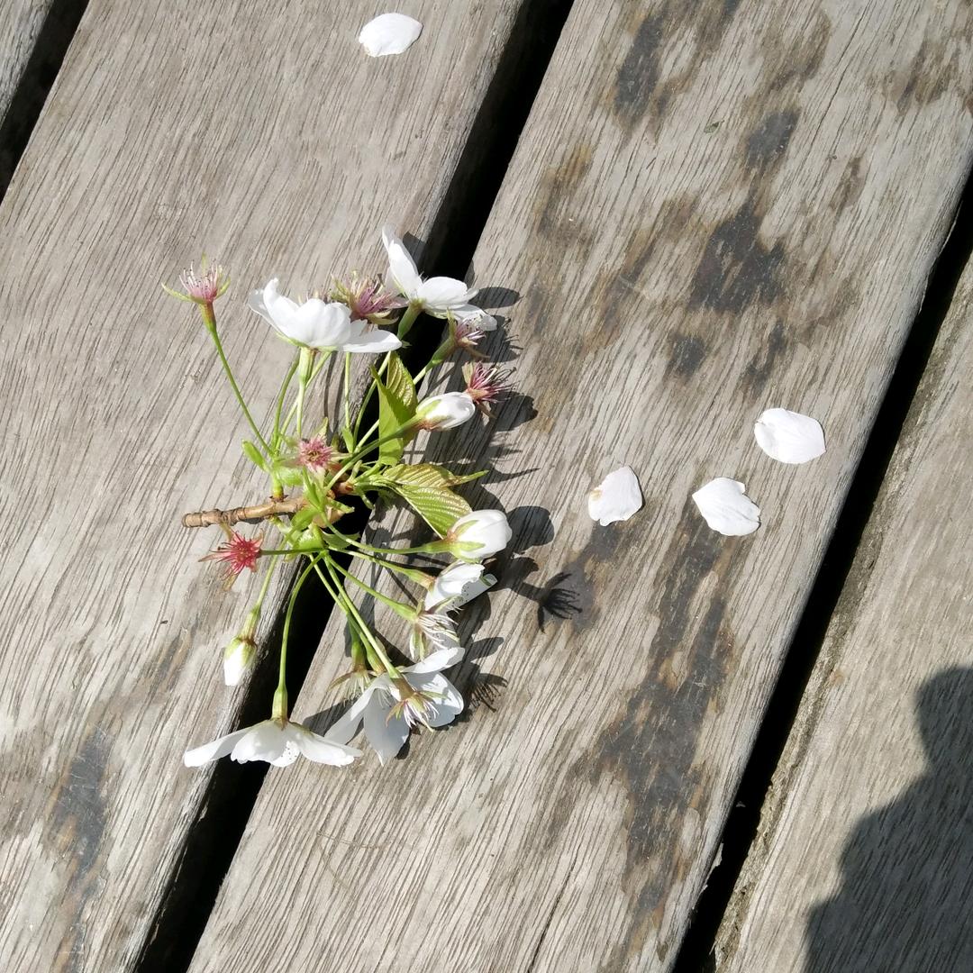 和风三月赏樱花