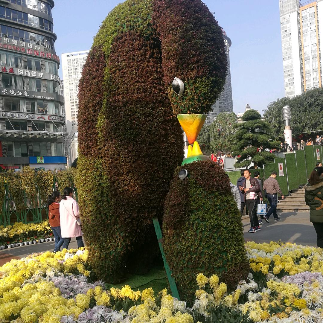 北方小绵羊