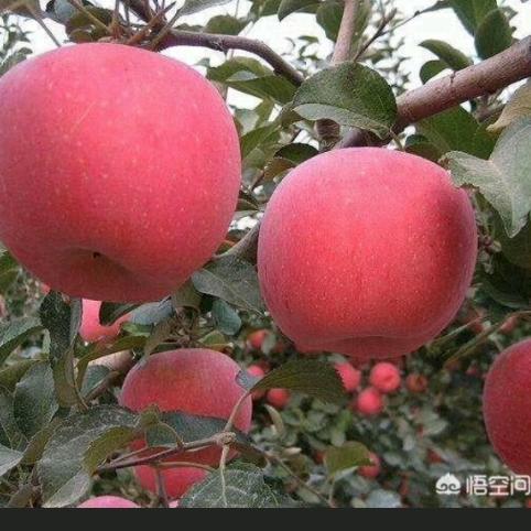 平安果