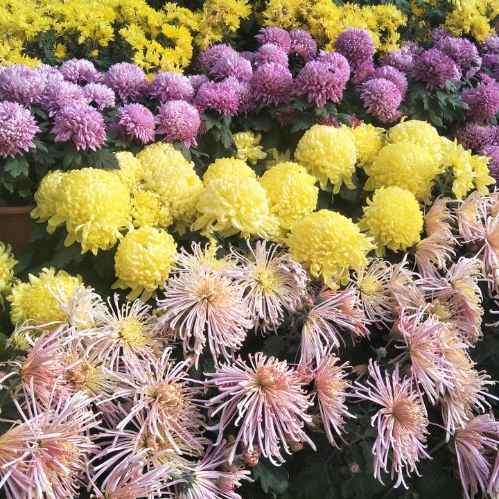 水泊梁山