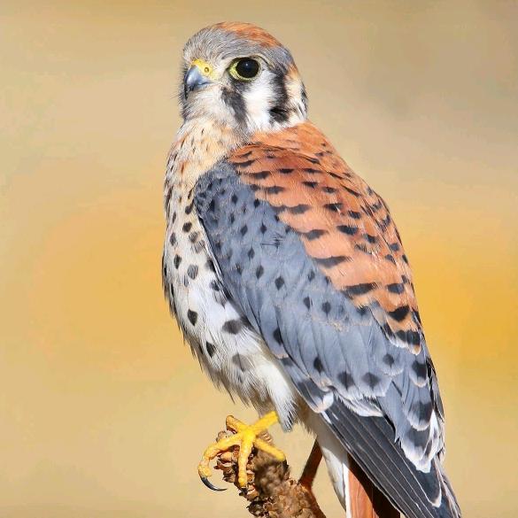 奋奔赤子的抖店