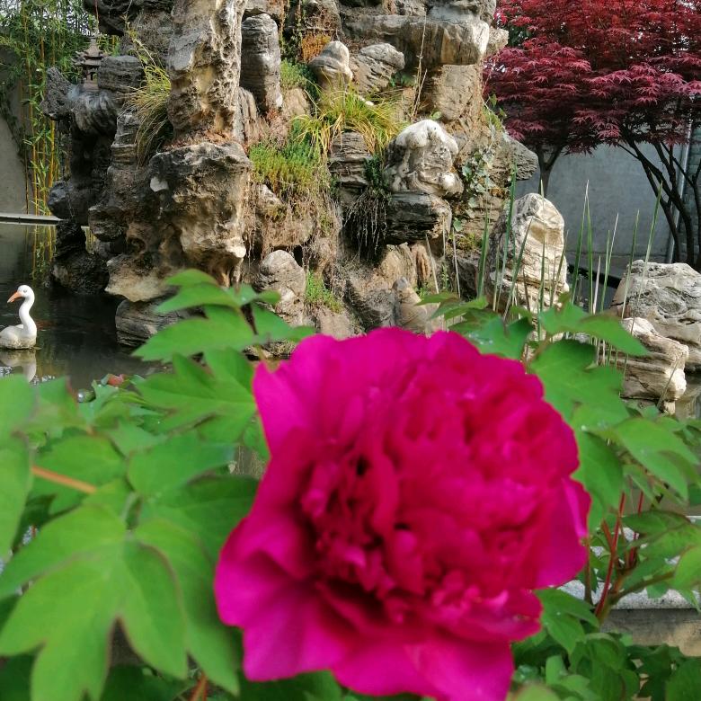 燕子🌹