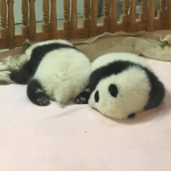 梦中记忆