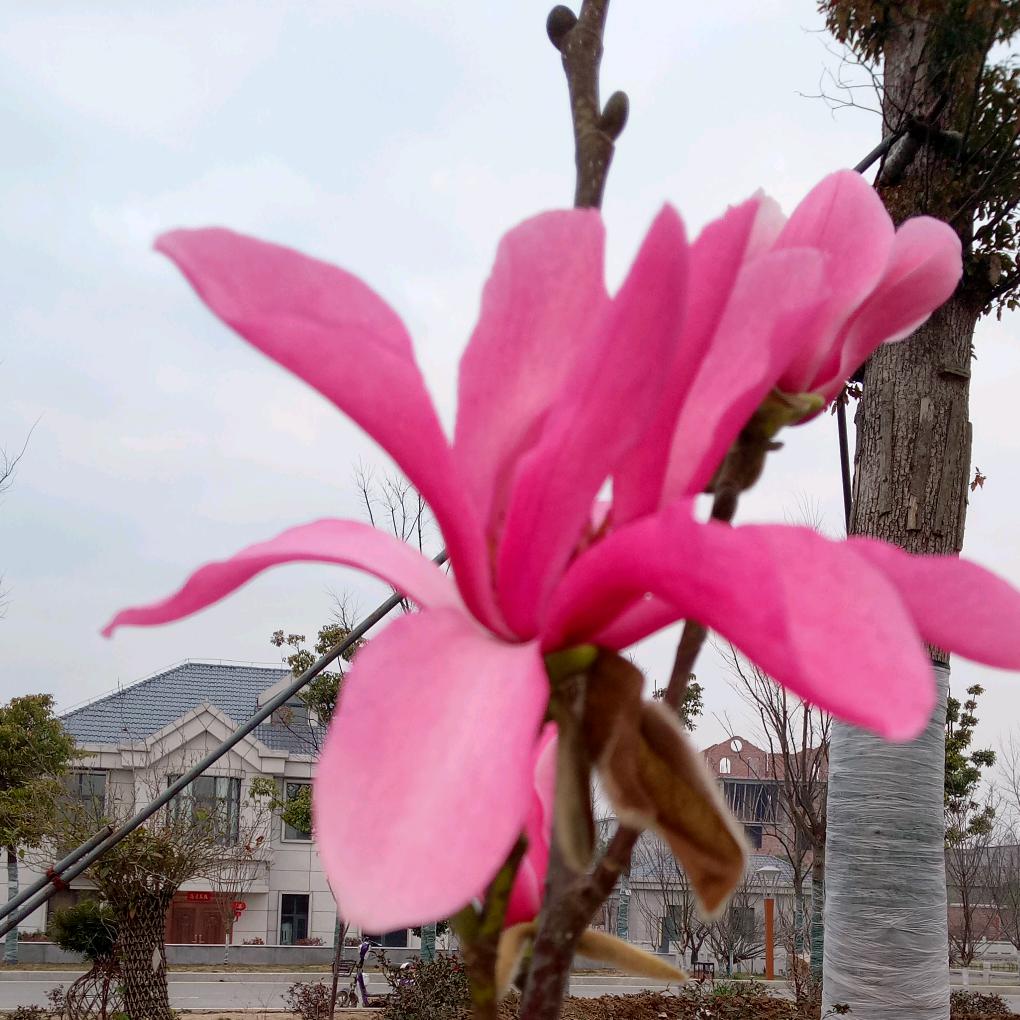 新年