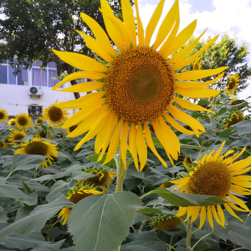 向日葵.🌻🌻