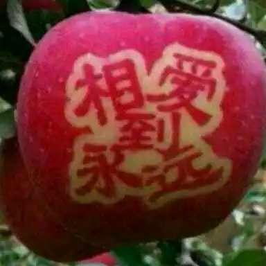 从头再来33318215935