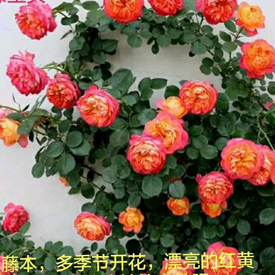 自由天使